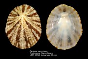 Cymbula sanguinans